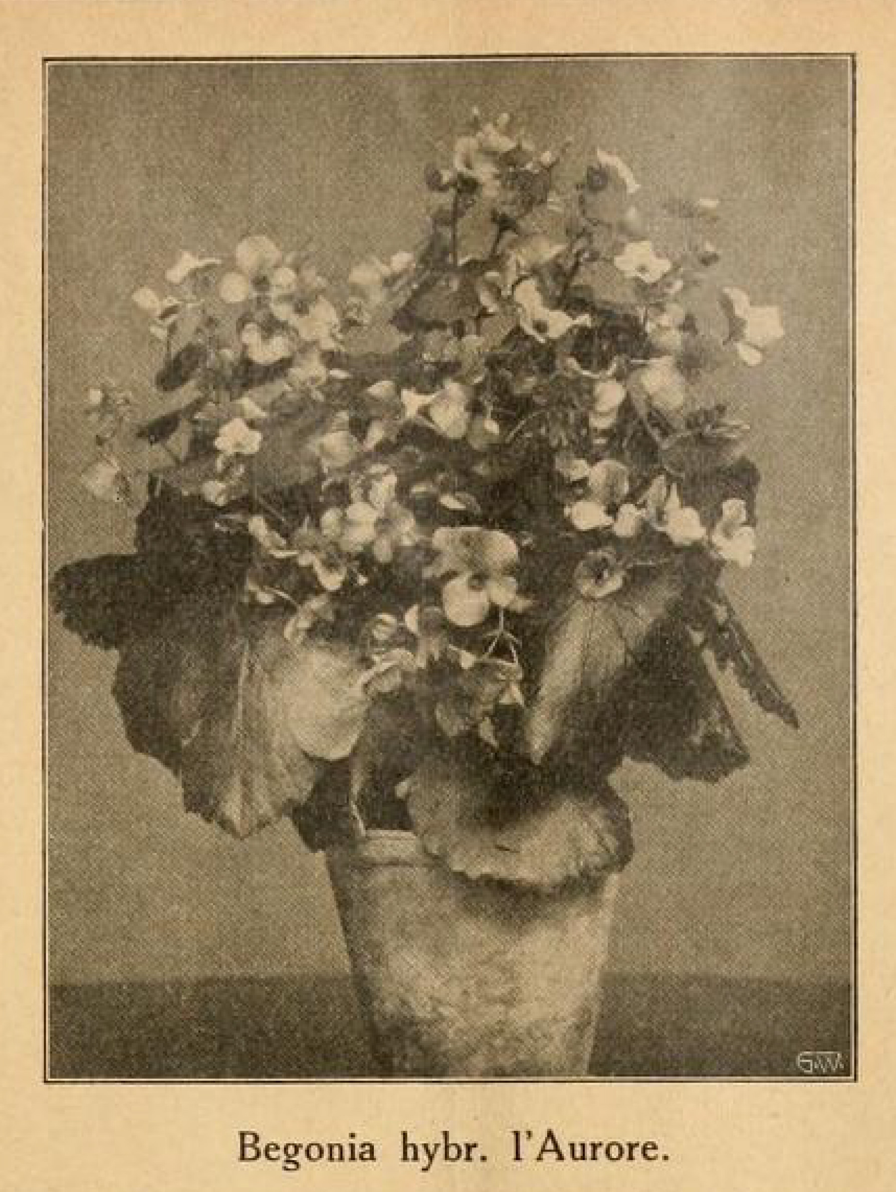 B. ‘L'Aurore’
